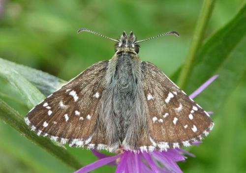 Réf. 189 280 : Pyrgus sp.